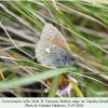 coenonympha tullia z kinjal male 1